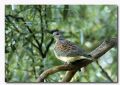 Streptopelia turtur